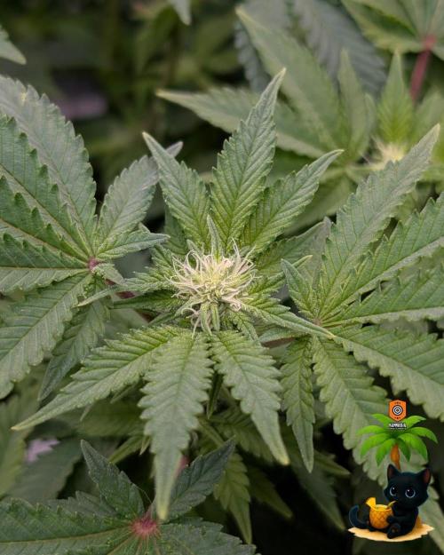 The Dreamy, Pineapple Dream - Catlife420. Week 10 - 12-30
Day 67
Day 21