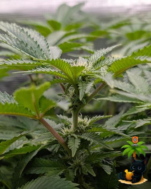 The Dreamy, Pineapple Dream - Catlife420. Week 10 - 12-30
Day 67
Day 21