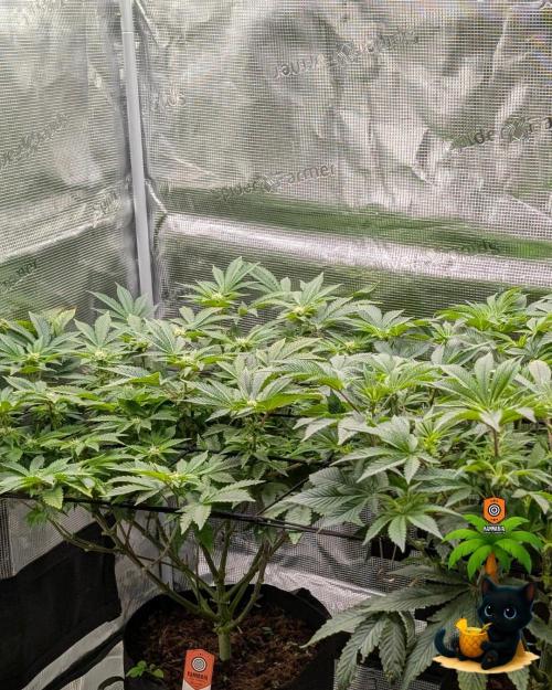 The Dreamy, Pineapple Dream - Catlife420. Week 10 - 12-30
Day 67
Day 21