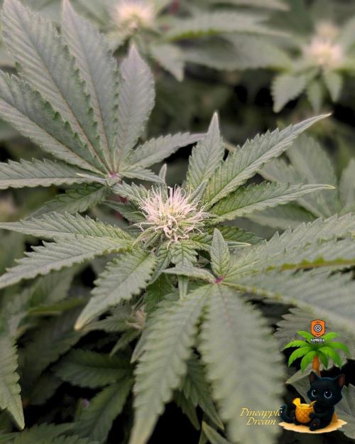 The Dreamy, Pineapple Dream - Catlife420. Week 10 - 1-2
Day 70
Day 24