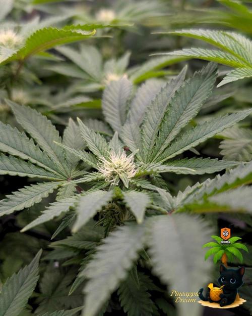 The Dreamy, Pineapple Dream - Catlife420. Week 10 - 1-2
Day 70
Day 24