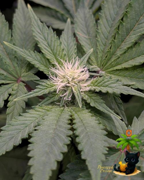 The Dreamy, Pineapple Dream - Catlife420. Week 10 - 1-2
Day 70
Day 24