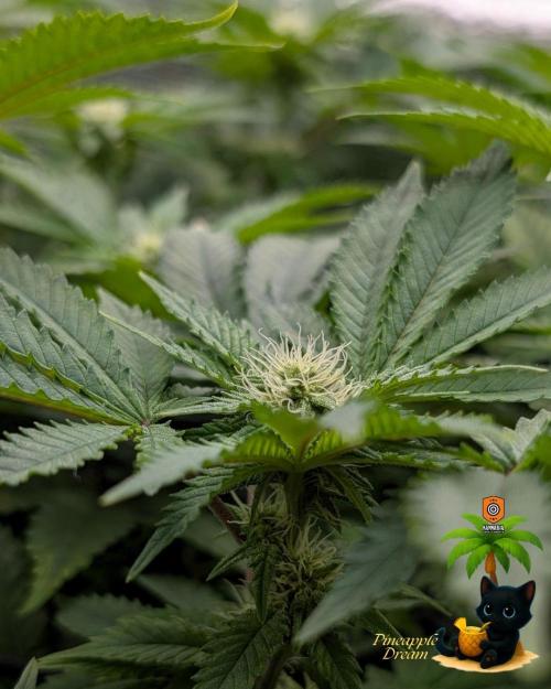 The Dreamy, Pineapple Dream - Catlife420. Week 10 - 1-2
Day 70
Day 24