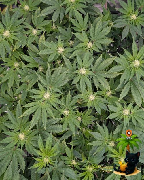 The Dreamy, Pineapple Dream - Catlife420. Week 10 - 1-2
Day 70
Day 24