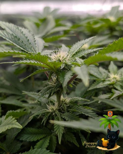 The Dreamy, Pineapple Dream - Catlife420. Week 10 - 1-2
Day 70
Day 24