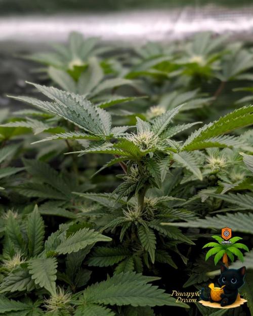 The Dreamy, Pineapple Dream - Catlife420. Week 10 - 1-2
Day 70
Day 24