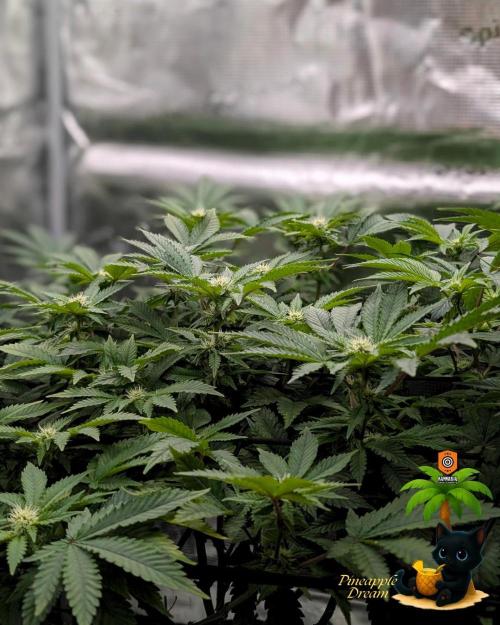 The Dreamy, Pineapple Dream - Catlife420. Week 10 - 1-2
Day 70
Day 24