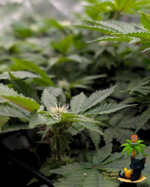 The Dreamy, Pineapple Dream - Catlife420. Week 10 - 1-2
Day 70
Day 24