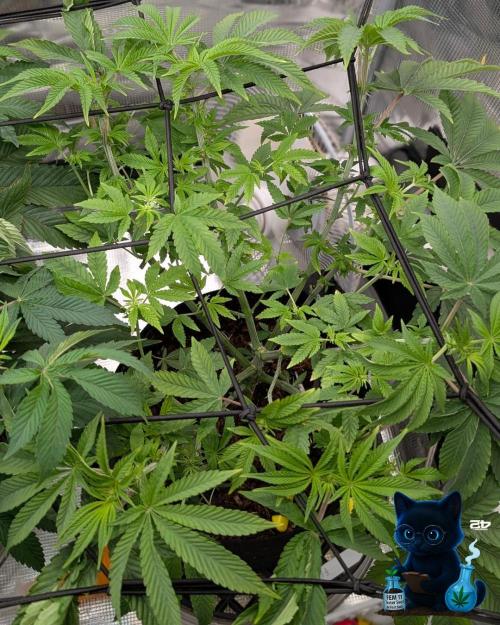 FEM 11 Photo Tester - Catlife420. Week 10 - 12-27
Day 64
Day 18