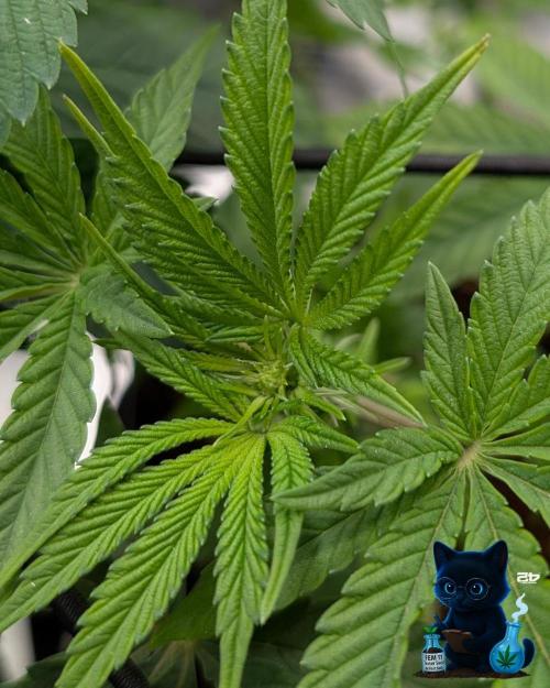 FEM 11 Photo Tester - Catlife420. Week 10 - 12-27
Day 64
Day 18