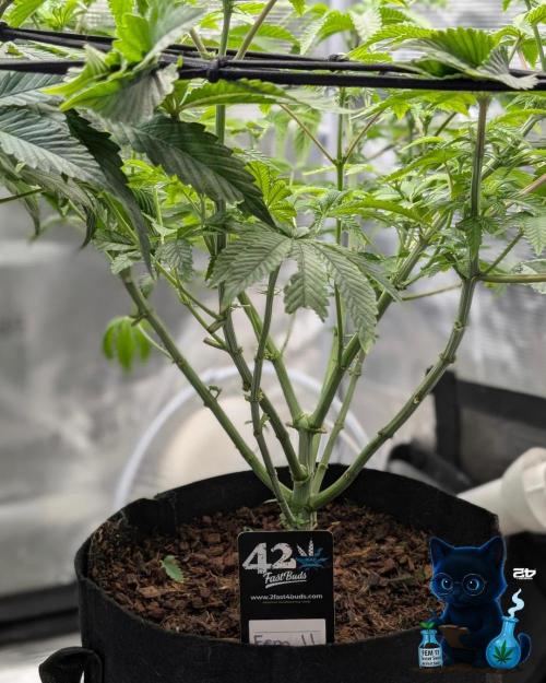 FEM 11 Photo Tester - Catlife420. Week 10 - 12-28
Day 65
Day 19