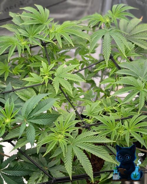 FEM 11 Photo Tester - Catlife420. Week 10 - 12-28
Day 65
Day 19