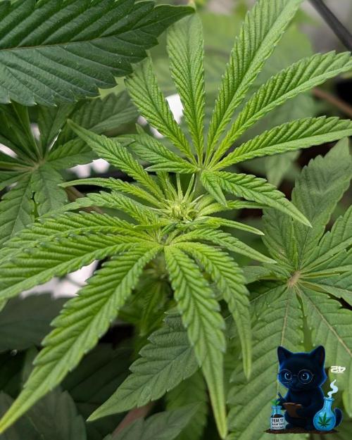 FEM 11 Photo Tester - Catlife420. Week 10 - 12-28
Day 65
Day 19