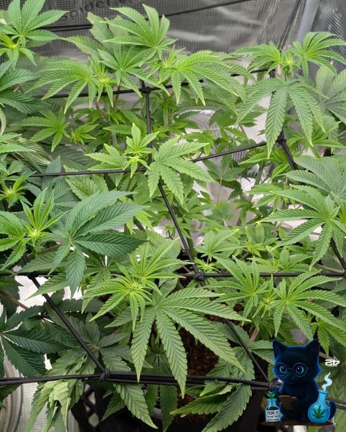 FEM 11 Photo Tester - Catlife420. Week 10 - 12-28
Day 65
Day 19