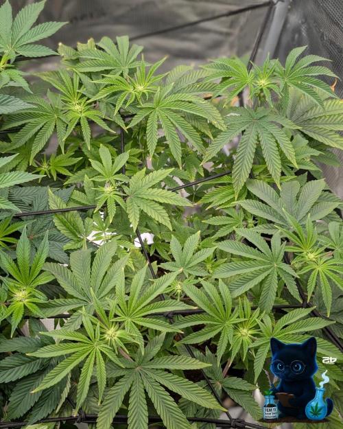 FEM 11 Photo Tester - Catlife420. Week 10 - 12-30
Day 67
Day 21