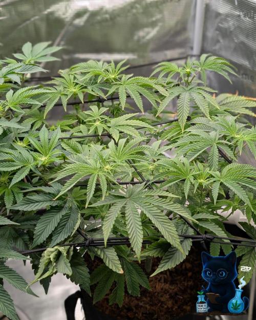 FEM 11 Photo Tester - Catlife420. Week 10 - 12-30
Day 67
Day 21