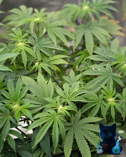 FEM 11 Photo Tester - Catlife420. Week 10 - 1-2
Day 70
Day 24