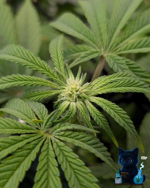 FEM 11 Photo Tester - Catlife420. Week 10 - 1-2
Day 70
Day 24