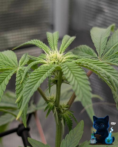FEM 11 Photo Tester - Catlife420. Week 10 - 1-2
Day 70
Day 24