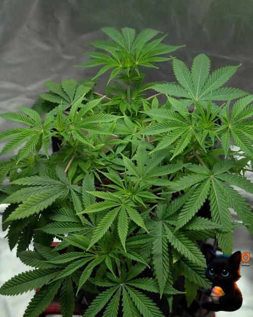 Sunset Sherbet GF (MY TURN) - Catlife420. Week 10 - 12-27
Day 64
Day 18