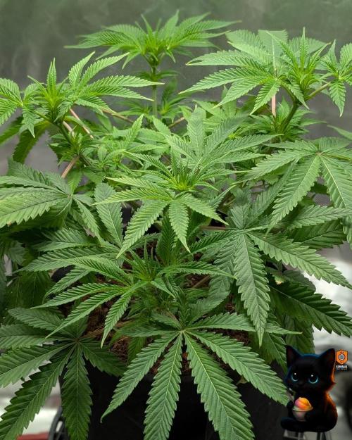 Sunset Sherbet GF (MY TURN) - Catlife420. Week 10 - 12-27
Day 64
Day 18