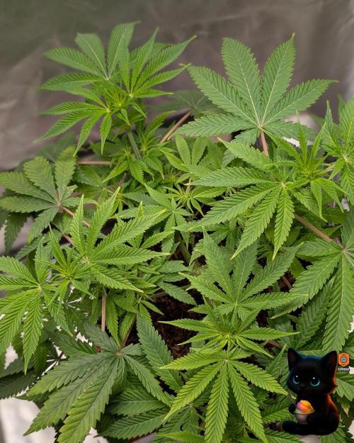 Sunset Sherbet GF (MY TURN) - Catlife420. Week 10 - 12-27
Day 64
Day 18