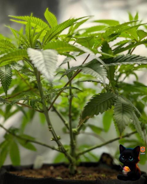 Sunset Sherbet GF (MY TURN) - Catlife420. Week 10 - 12-27
Day 64
Day 18