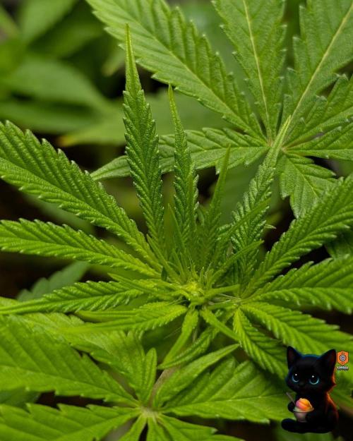 Sunset Sherbet GF (MY TURN) - Catlife420. Week 10 - 12-27
Day 64
Day 18