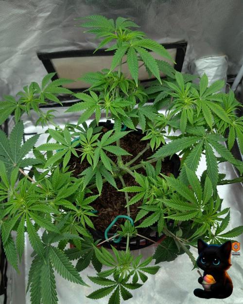 Sunset Sherbet GF (MY TURN) - Catlife420. Week 10 - 12-28
Day 65
Day 19