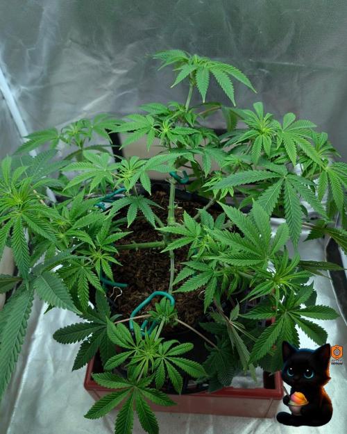 Sunset Sherbet GF (MY TURN) - Catlife420. Week 10 - 12-28
Day 65
Day 19