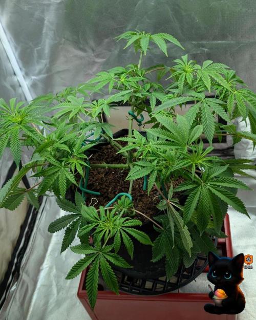 Sunset Sherbet GF (MY TURN) - Catlife420. Week 10 - 12-28
Day 65
Day 19