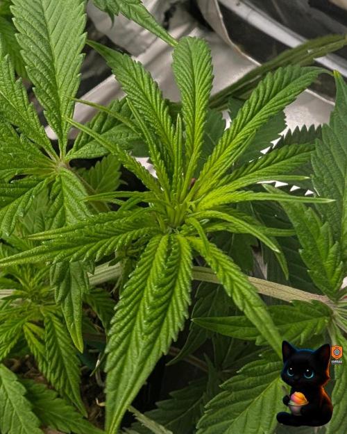 Sunset Sherbet GF (MY TURN) - Catlife420. Week 10 - 12-28
Day 65
Day 19