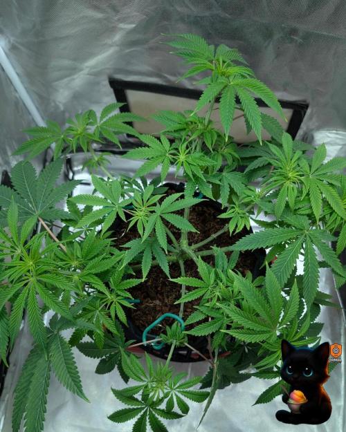 Sunset Sherbet GF (MY TURN) - Catlife420. Week 10 - 12-28
Day 65
Day 19