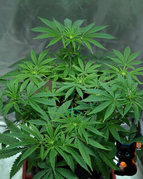 Sunset Sherbet GF (MY TURN) - Catlife420. Week 10 - 12-28
Day 65
Day 19