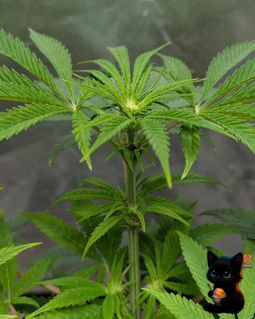 Sunset Sherbet GF (MY TURN) - Catlife420. Week 10 - 12-30
Day 67
Day 21