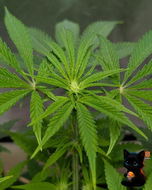 Sunset Sherbet GF (MY TURN) - Catlife420. Week 10 - 12-30
Day 67
Day 21