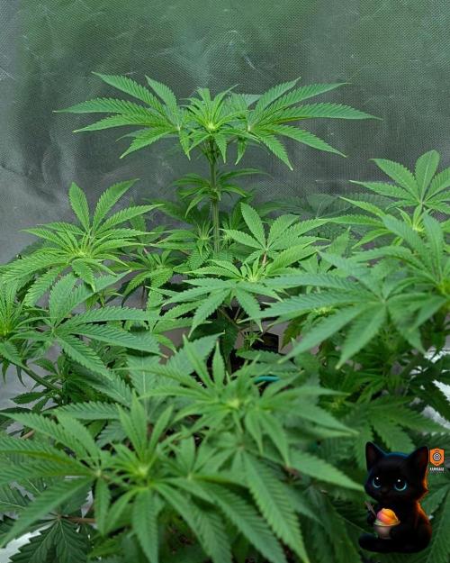 Sunset Sherbet GF (MY TURN) - Catlife420. Week 10 - 12-30
Day 67
Day 21