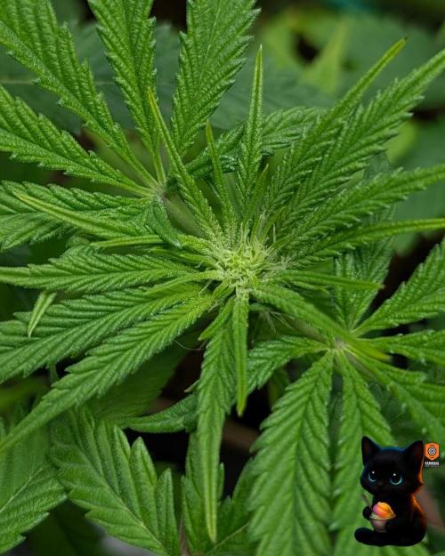 Sunset Sherbet GF (MY TURN) - Catlife420. Week 10 - 12-30
Day 67
Day 21