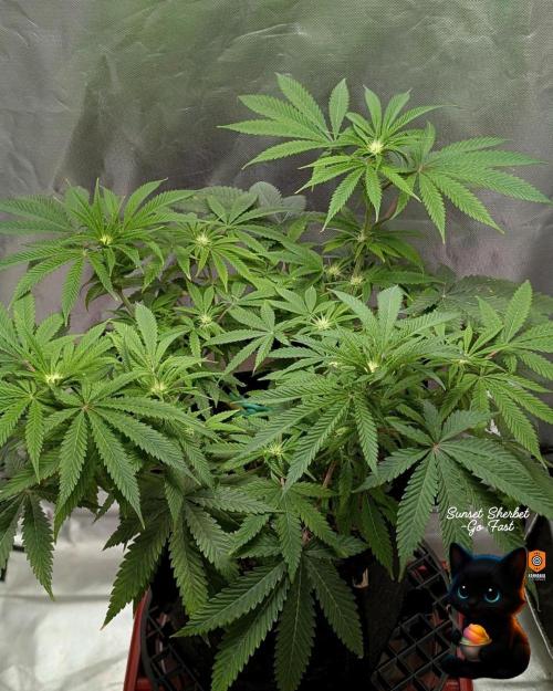 Sunset Sherbet GF (MY TURN) - Catlife420. Week 10 - 1-2
Day 70
Day 24