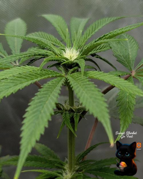 Sunset Sherbet GF (MY TURN) - Catlife420. Week 10 - 1-2
Day 70
Day 24