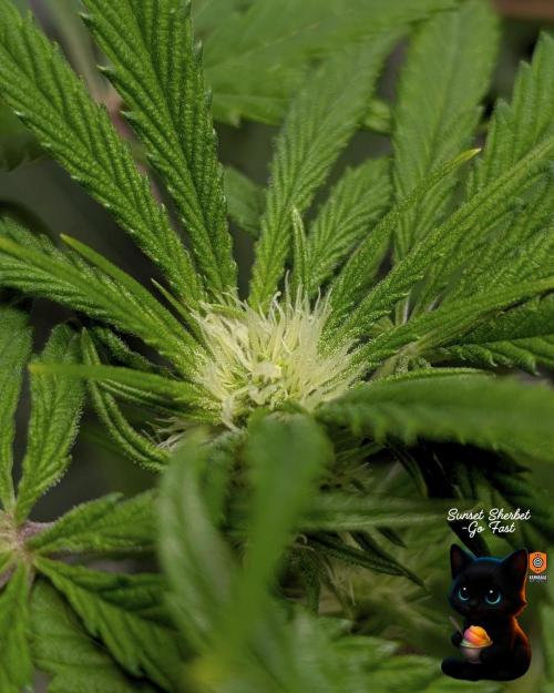 Sunset Sherbet GF (MY TURN) - Catlife420. Week 10 - 1-2
Day 70
Day 24