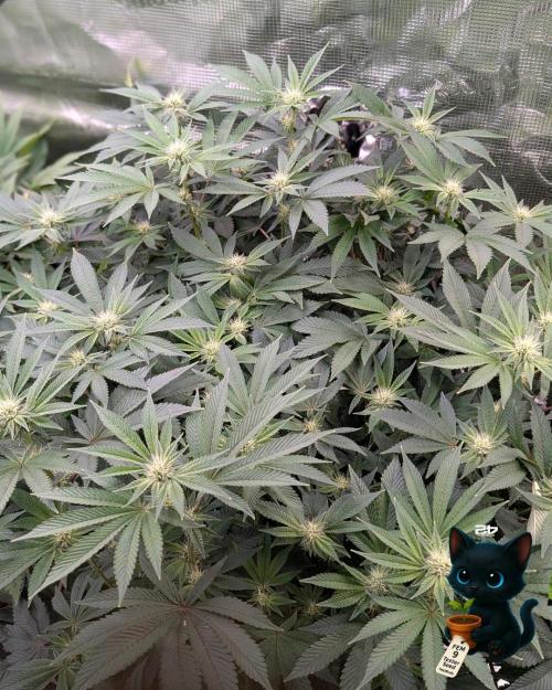 FEM 9 Photo Tester - Catlife420. Week 11 - 1-7
Day 75
Day 29