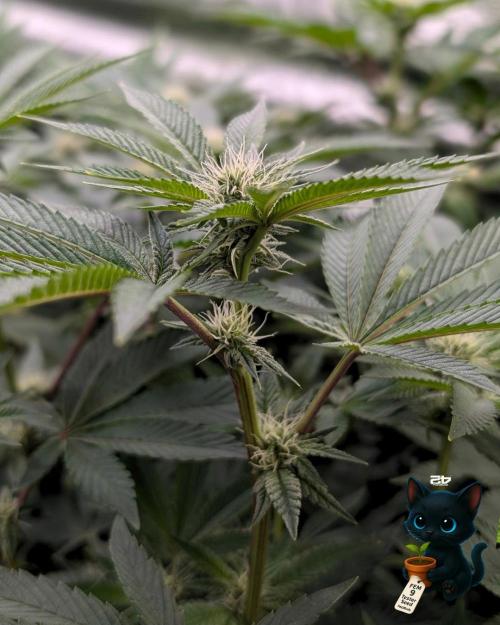 FEM 9 Photo Tester - Catlife420. Week 11 - 1-7
Day 75
Day 29