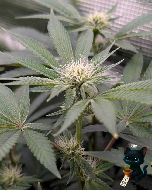 FEM 9 Photo Tester - Catlife420. Week 11 - 1-7
Day 75
Day 29