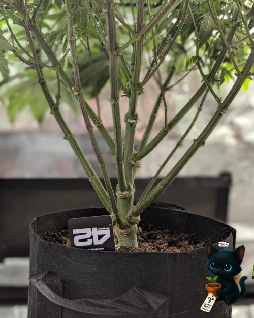 FEM 9 Photo Tester - Catlife420. Week 11 - 1-7
Day 75
Day 29