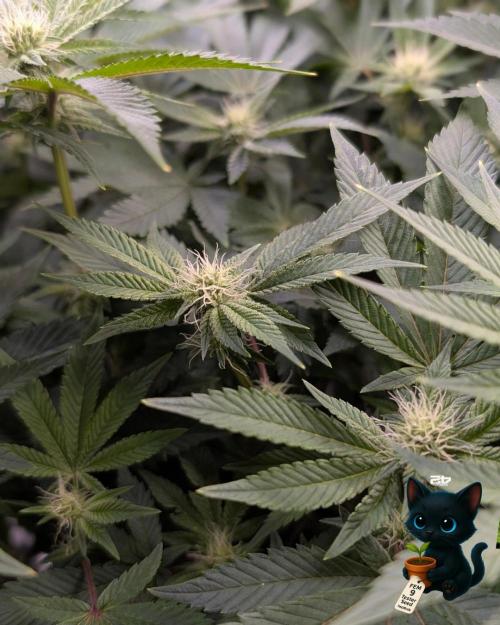 FEM 9 Photo Tester - Catlife420. Week 11 - 1-7
Day 75
Day 29