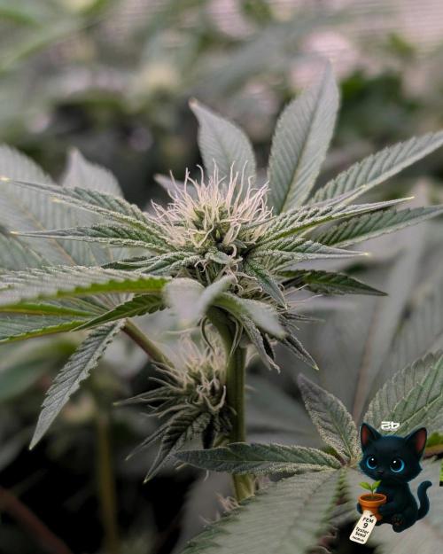 FEM 9 Photo Tester - Catlife420. Week 11 - 1-7
Day 75
Day 29