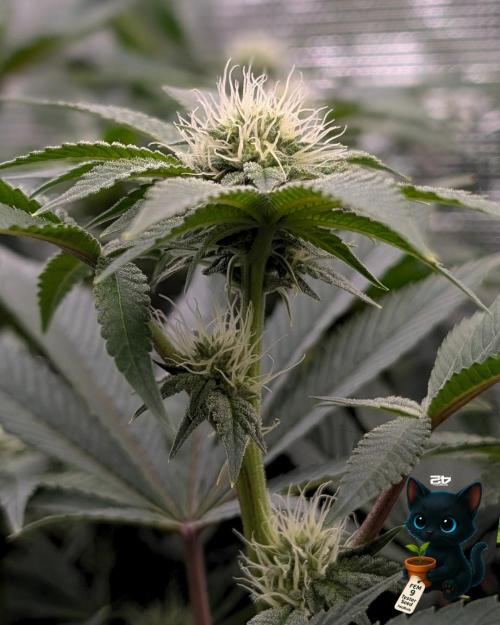 FEM 9 Photo Tester - Catlife420. Week 11 - 1-9
Day 77
Day 31