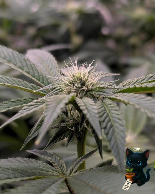 FEM 9 Photo Tester - Catlife420. Week 11 - 1-9
Day 77
Day 31