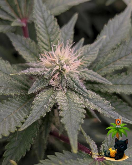 The Dreamy, Pineapple Dream - Catlife420. Week 11 - 1-7
Day 75
Day 29